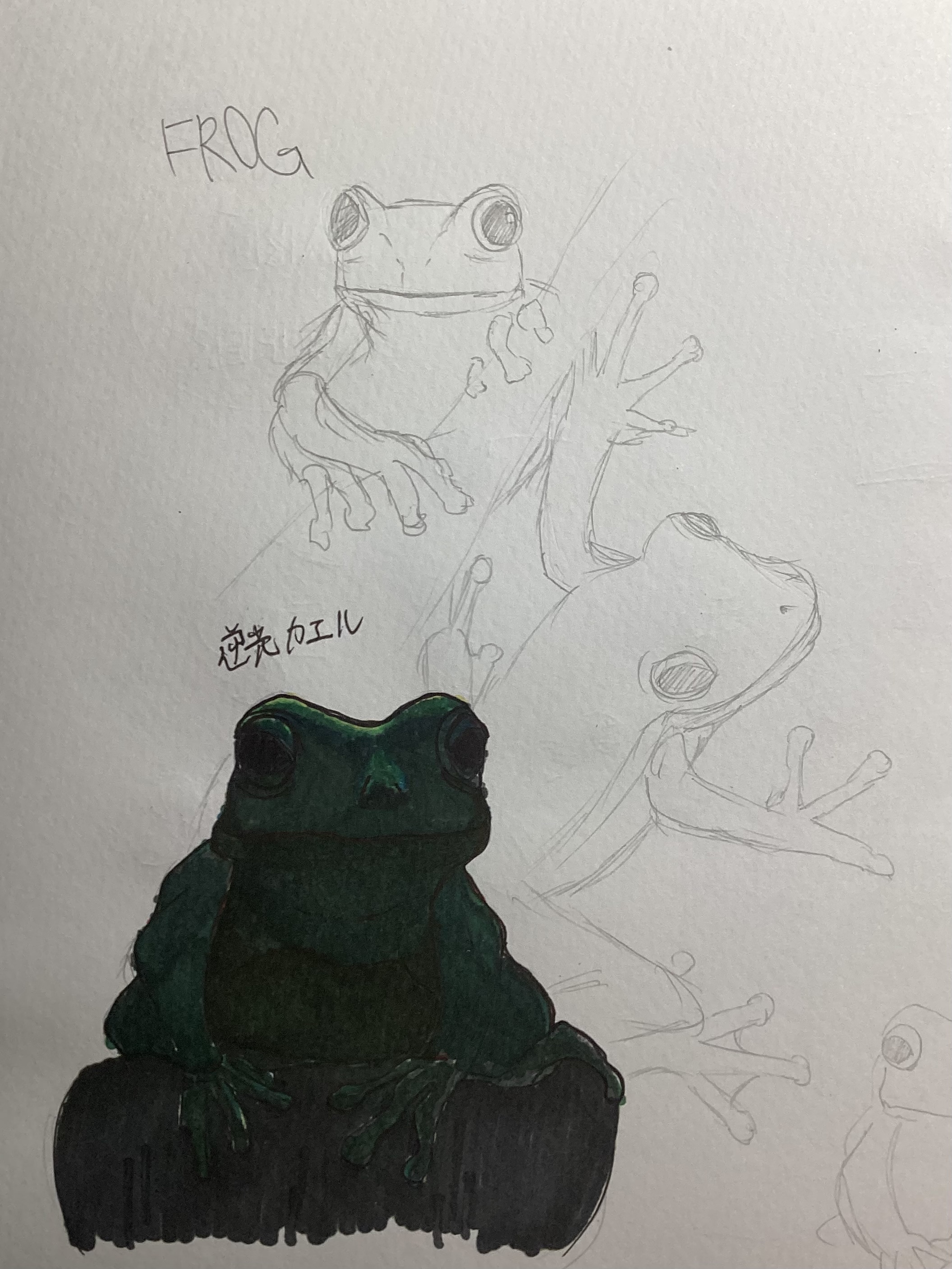 Frogs