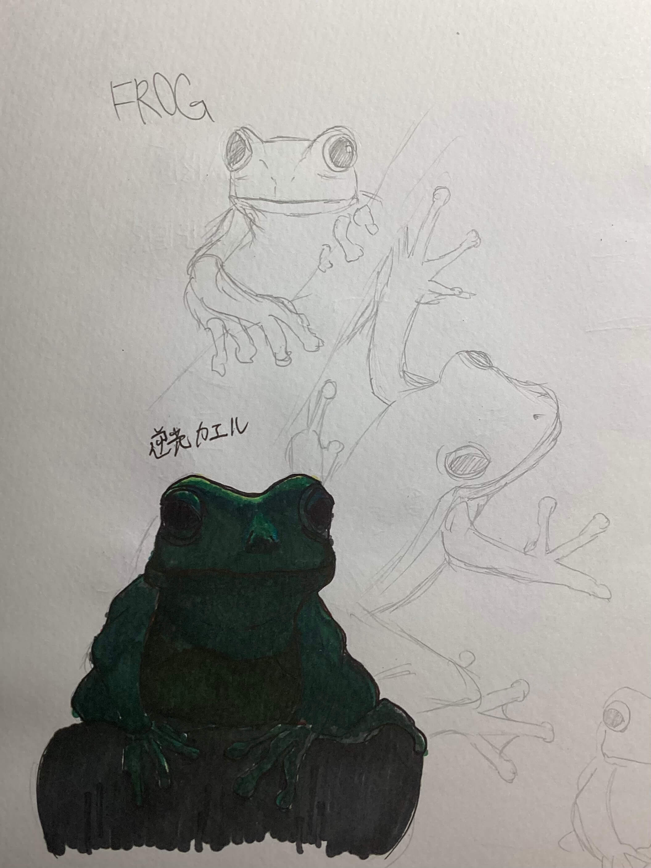 Frogs
